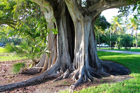 Tree_Miami