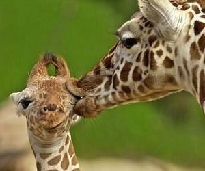smooch-baby-giraffe