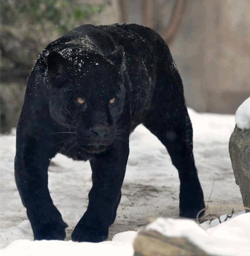 black-panther-snow-haiku-friday