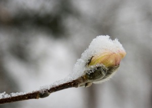 royal-star-magnolia-bud-in-snow