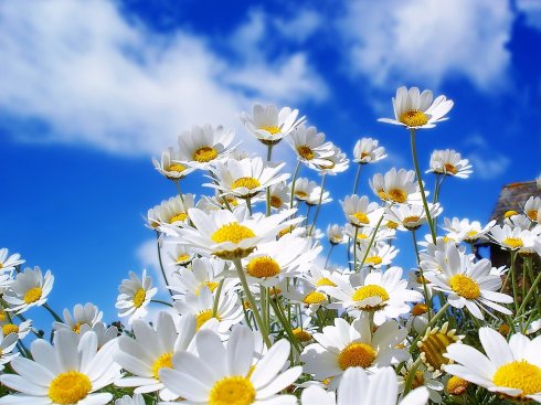 summer-flowers-sky-haiku-friday-The Writer Next Door