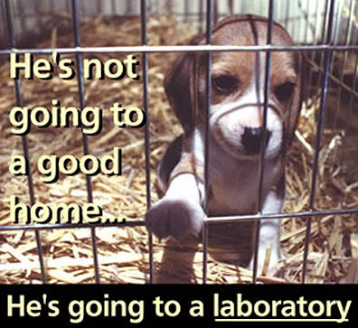 animal cruelty-animal testing-The Writer Next Door-PETA-Poetry-Haiku_Friday