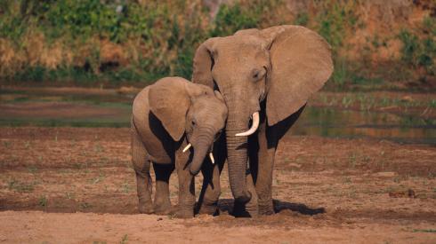 National Endangered Species Day-elephants-The Writer Next Door-Vashti Q-Poetry-Haiku_Friday-Africa