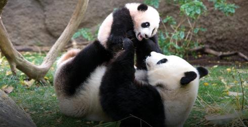 Giant_panda-National Endangered Species Day-The Writer Next Door-Vashti Q-Poetry-haiku-Friday