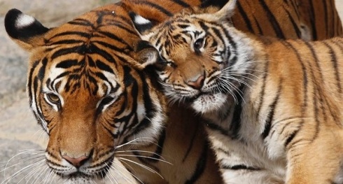 tigers-national endangered species day-the writer next door-Vashti Q-Poetry-Haiku_Friday