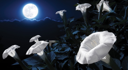 moonflowers-Haiku_Friday-The Writer Next Door-Vashti Quiroz Vega-Vashti Q-Moon_garden-Poetry-tanka-Alabama_Gardens